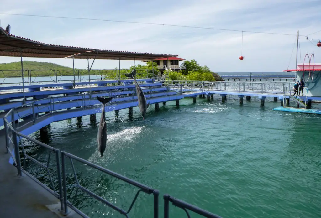 Dolphins jumping together in Cuba