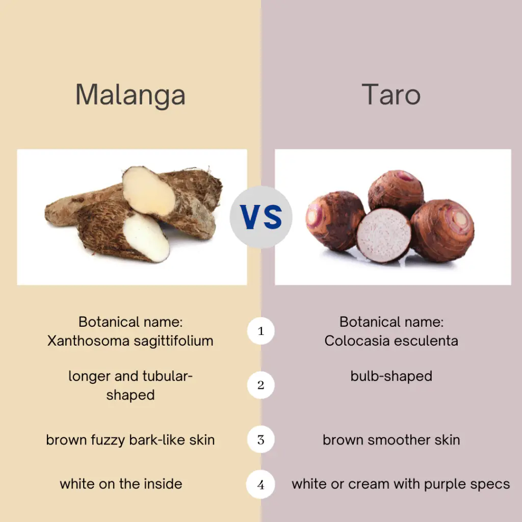 Differences between malanga root and taro root