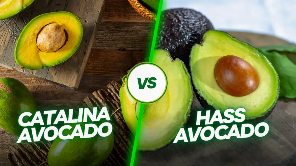 A picture showing the difference between a Catalina avocado and a Hass avocado.