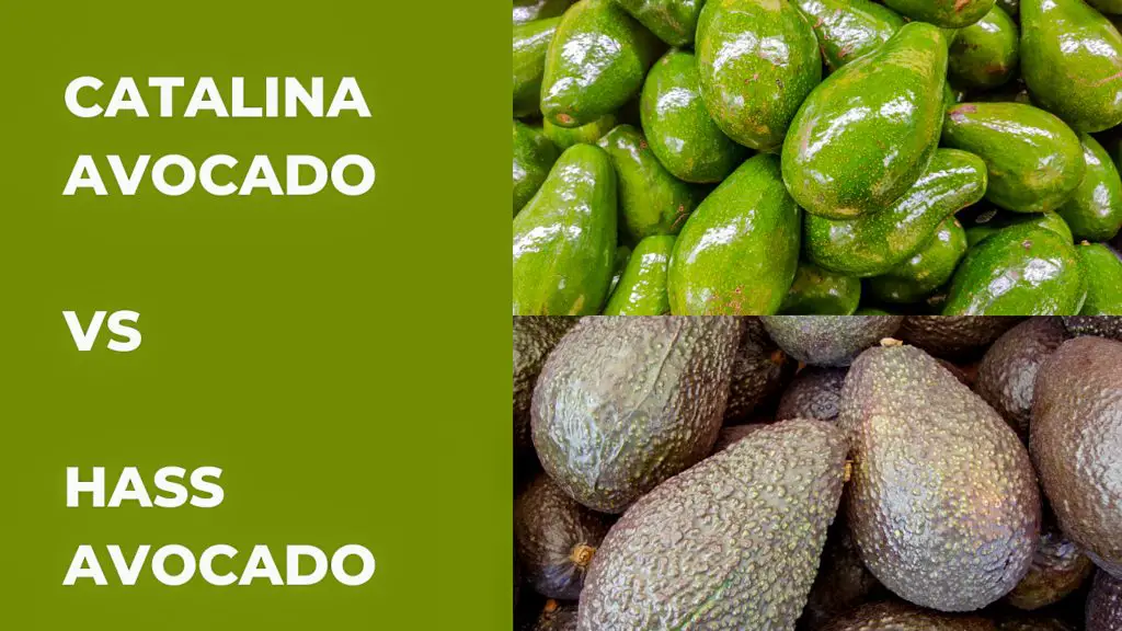 Two pictures showing the difference between a Catalina avocado and a Hass avocado.