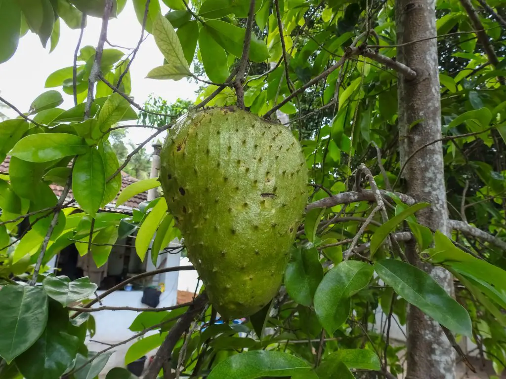 A large guanabana fruit growing waiting to be picked.